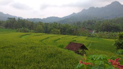 Bogor rice fields