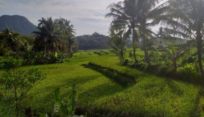 Demang Rice Field