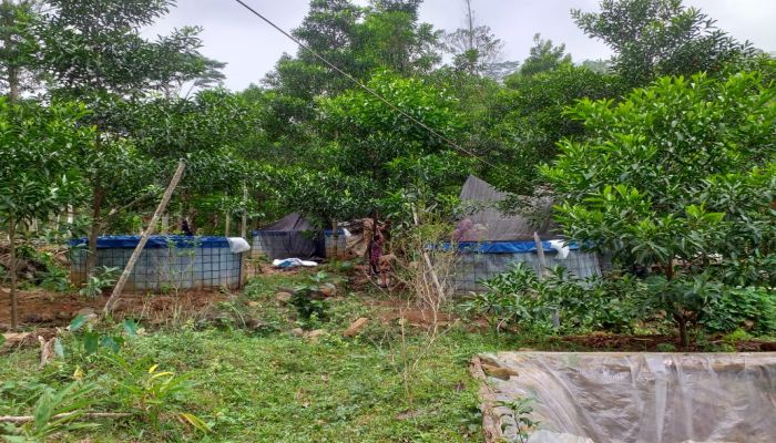 PEMANFAATAN LAHAN UNTUK PERKEBUNAN DAN BUDIDAYA IKAN 01