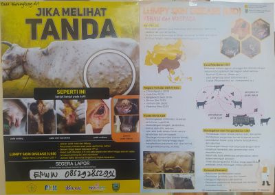 Informasi tentang Lumpy Skin Disease